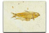 Limestone with Two Fossil Fish (Knightia) - Wyoming #367445-1